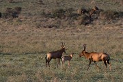 hartebeest