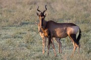 hartebeest