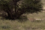 cheetah Mom and cub