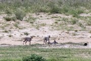two cheetah cubs