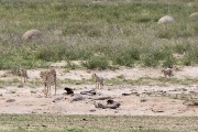 cheetah Mom and three cubs
