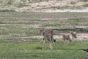 cheetah Mom and two cubs trailing