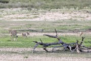 cheetah Mom and all three cubs