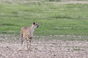 cheetah Mom