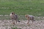 two cheetah cubs