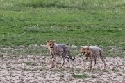 two cheetah cubs