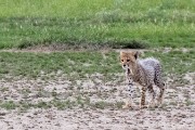 cheetah cub
