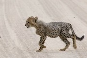 cheetah cub crossing the road, following Mom