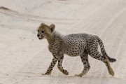 cheetah cub crossing the road, following Mom