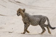 cheetah cub crossing the road, following Mom