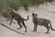 two cheetah cubs crossing the road, following Mom