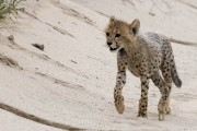 cheetah cub crossing the road, cannot find Mom