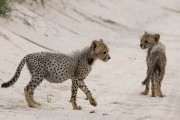 two cheetah cubs crossing the road, neighter can find where Mom went too...