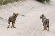 two cheetah cubs crossing the road, neighter can find where Mom went too...