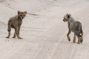 two cheetah cubs crossing the road, neighter can find where Mom went too...