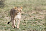 female lion approaching the gate we have to open....