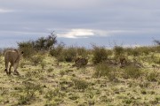 on the other side of the gate, two more young lions