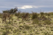 Mom and two young lion cubs