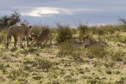 Mom and two young lion cubs