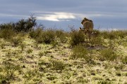 Mom and two young lion cubs