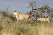 Mom and two young lion cubs