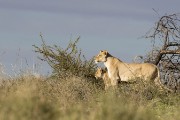 Mom and two young lion cubs