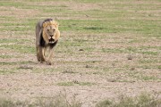 male lion passing by does not even see the other lions