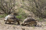 turtles...