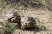 turtles...
