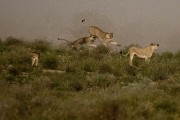 pride of lions loving the wind and rain, going wild
