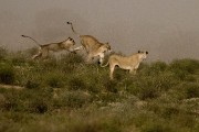 pride of lions loving the wind and rain, going wild