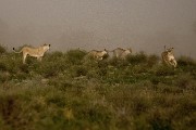 pride of lions loving the wind and rain, going wild