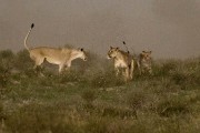 pride of lions loving the wind and rain, going wild