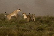 pride of lions loving the wind and rain, going wild
