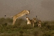 pride of lions loving the wind and rain, going wild