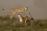 pride of lions loving the wind and rain, going wild