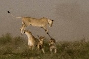 pride of lions loving the wind and rain, going wild