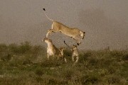 pride of lions loving the wind and rain, going wild