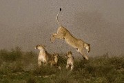 pride of lions loving the wind and rain, going wild