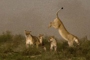 pride of lions loving the wind and rain, going wild