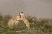 pride of lions loving the wind and rain, going wild