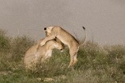 pride of lions loving the wind and rain, going wild