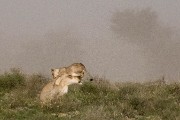 pride of lions loving the wind and rain, going wild