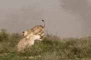 pride of lions loving the wind and rain, going wild