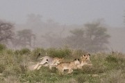 pride of lions loving the wind and rain, going wild