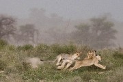 pride of lions loving the wind and rain, going wild