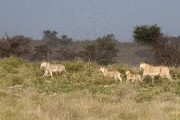 pride of lions loving the wind and rain, going wild
