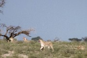 pride of lions loving the wind and rain, going wild