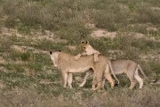 pride of lions loving the wind and rain, going wild
