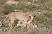pride of lions loving the wind and rain, going wild